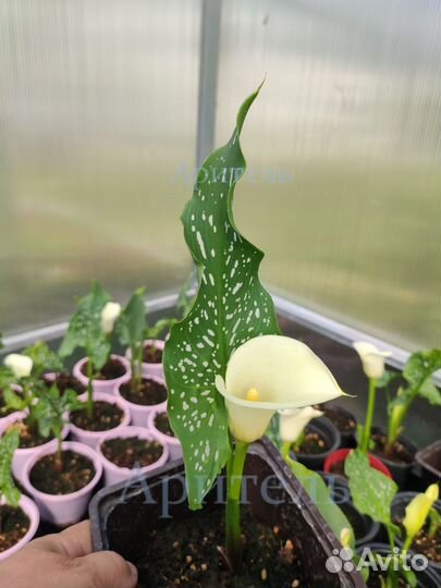 Каллы цветущие, растения в горшке