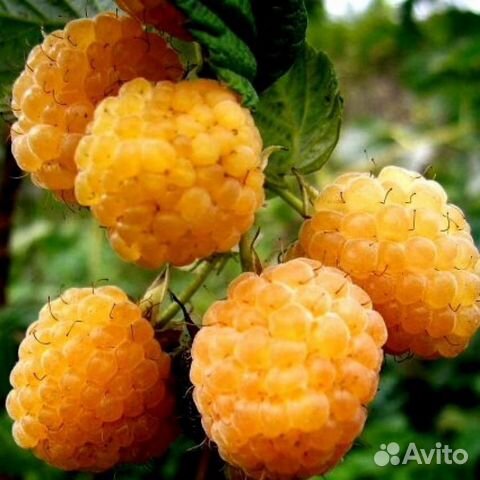 Саженцы жёлтой малины