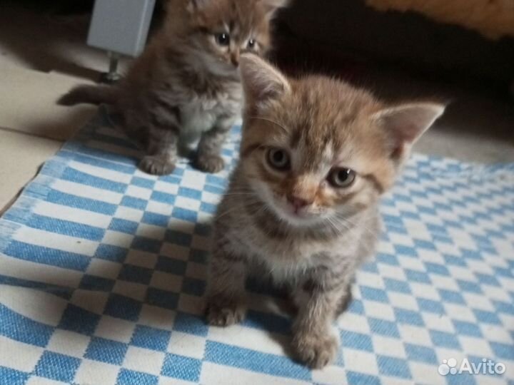Кошки бесплатно