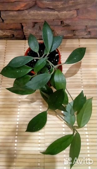 Хойя карноза Звездная пыль