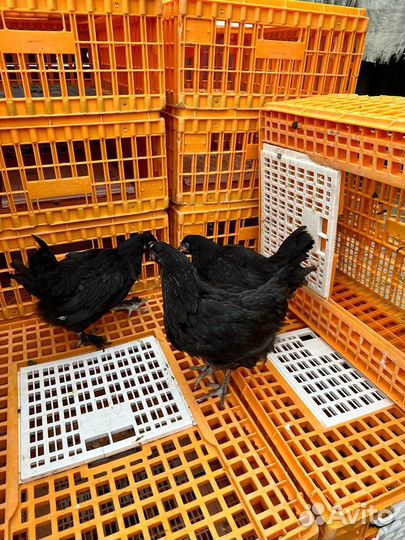 Куры несушки разных пород