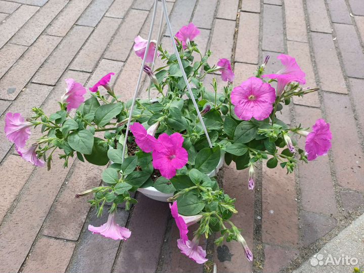 Петуния ампельная и кустовая