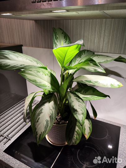 Аглаонема сильвер бей