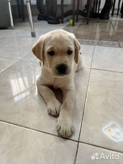 Щенки Лабрадора
