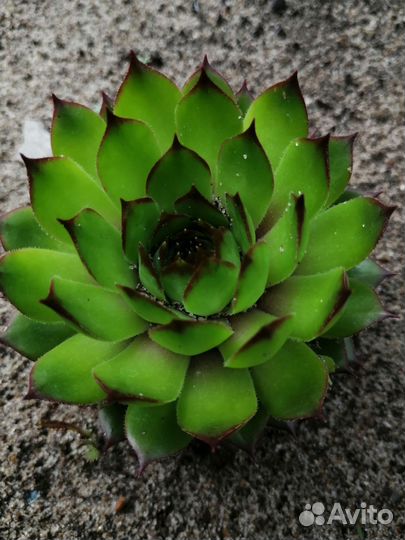 Молодило каменная роза