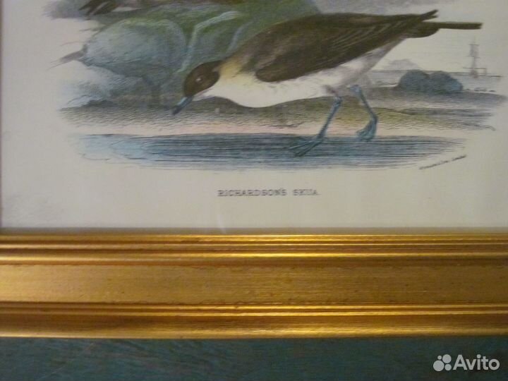 1896 Richardsons Skua Гравюра Оригинал