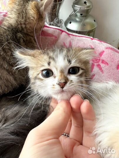 Котята ищут дом