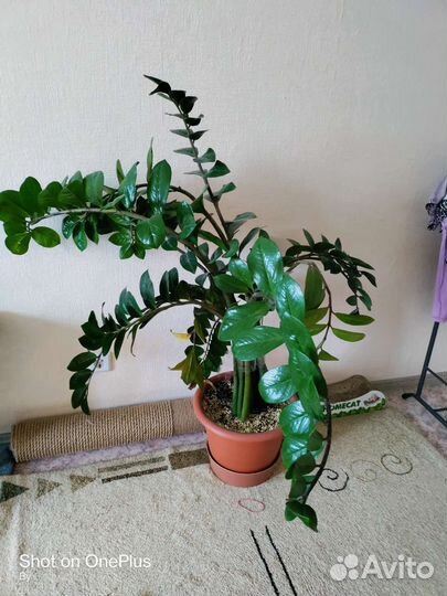 Замиокулькас