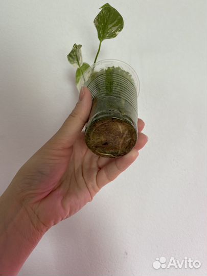 Монстера Альба