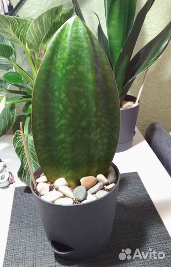 Сансевиерия Масониана Конго (S. Masoniana)