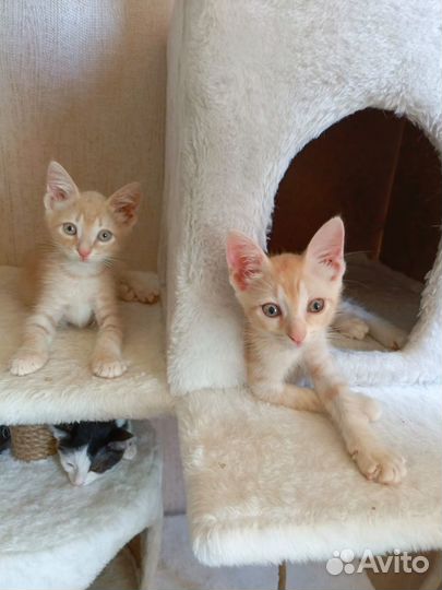 Рыжие котята бесплатно