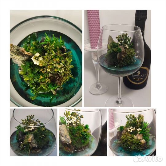 Моссариум флорариум