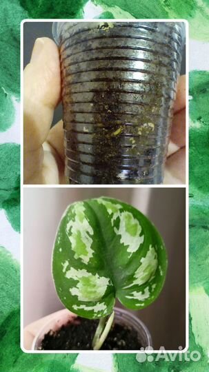 Гинура,фикус,сциндапсус