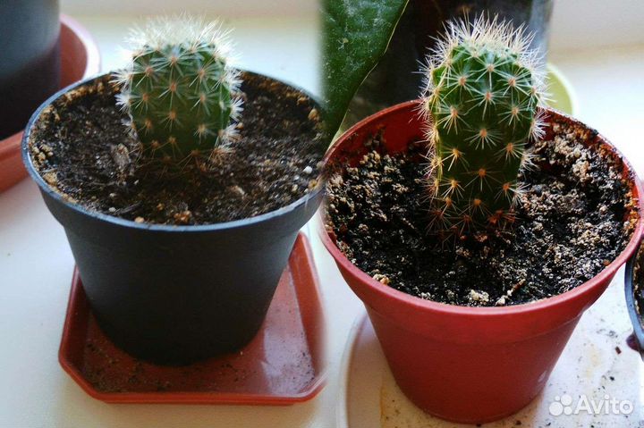 Комнатные растения