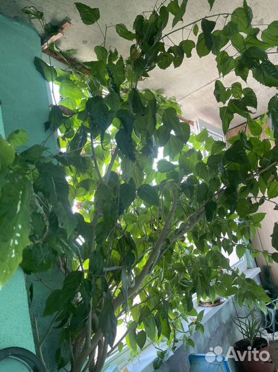 Гибискус, китайская роза