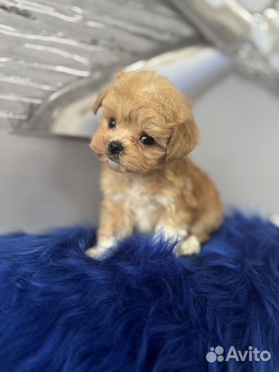 Мальтипу f1 микро мальчик