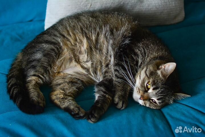 Кошечка Чебурашка