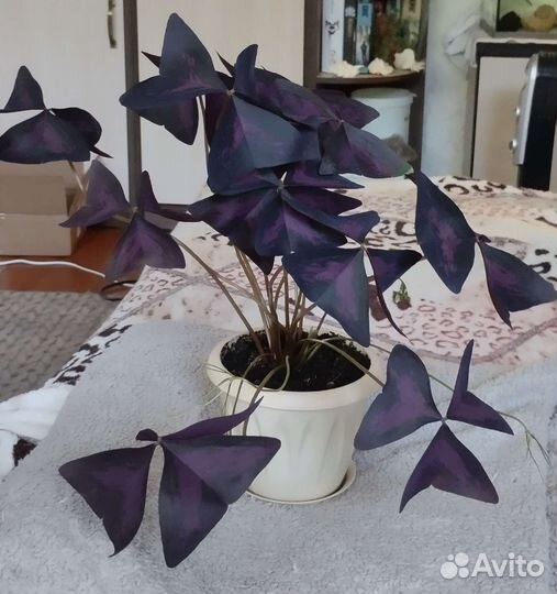 Комнатные цветы кислица оксалис