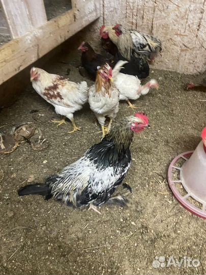 Молодые петухи