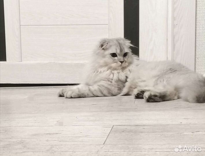 Кот вязка