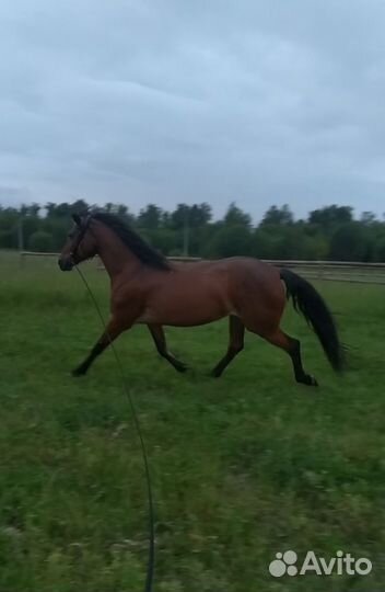 Кобыла и мерин 172в/х