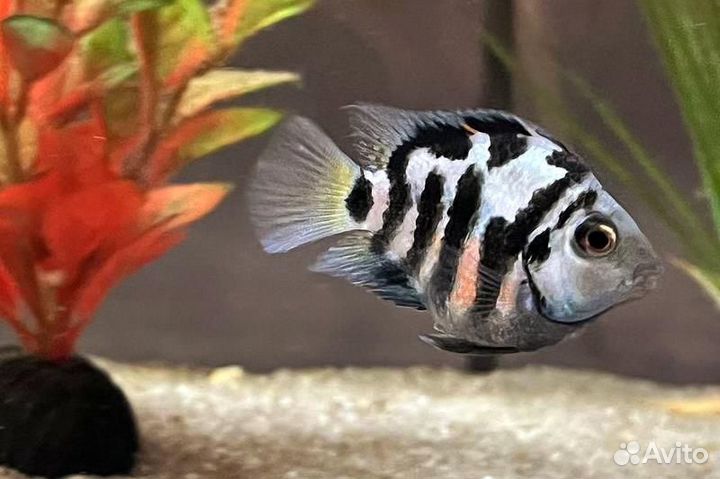 Рыба Сапфировые попугаи (семья)