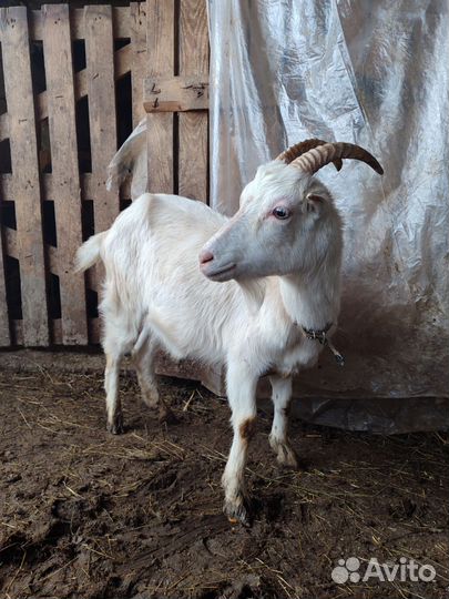 Козочка Ламанча