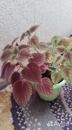 Продам коллекцией растения