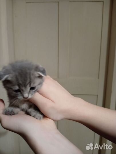 Кошки породистые