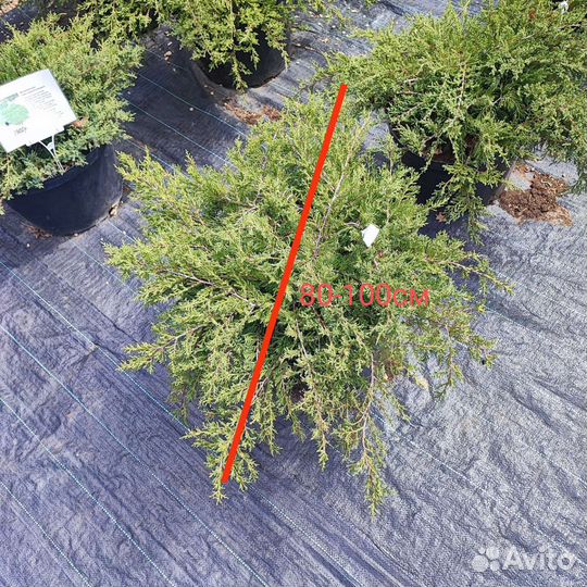 Можжевельник Пфитцериана Компакта