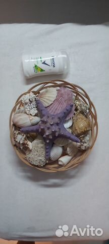 Набор морской ракушек, звезда