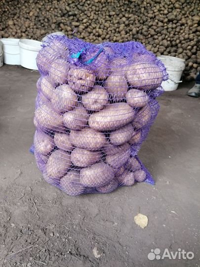 Продаём вкусный картофель с доставкой