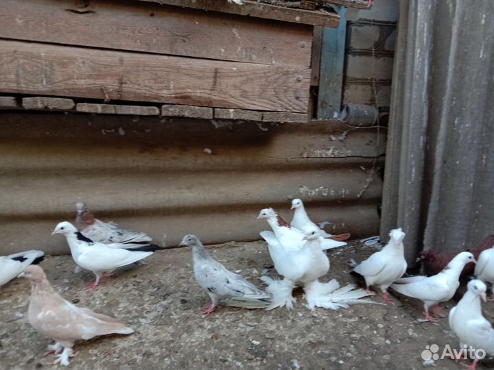 Голуби