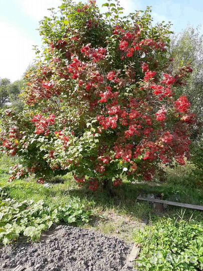 Калина 6литров