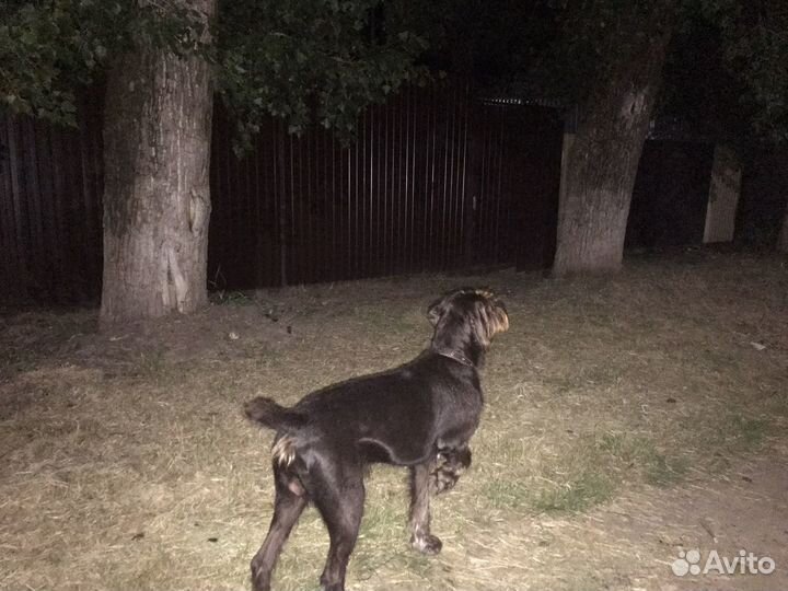 Собака дратхаар вязка