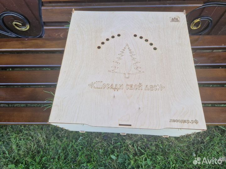 Саженцы сосны обыкновенной зкс в розницу