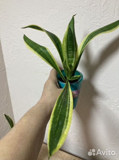 Сансевиерия голден ханни