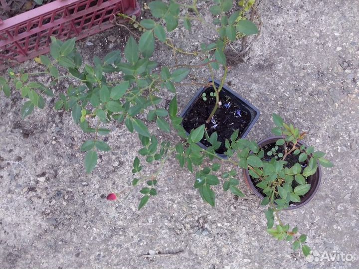 Роза почвопокровная