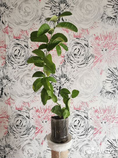 Лимон плодоносящий 68 см цветет