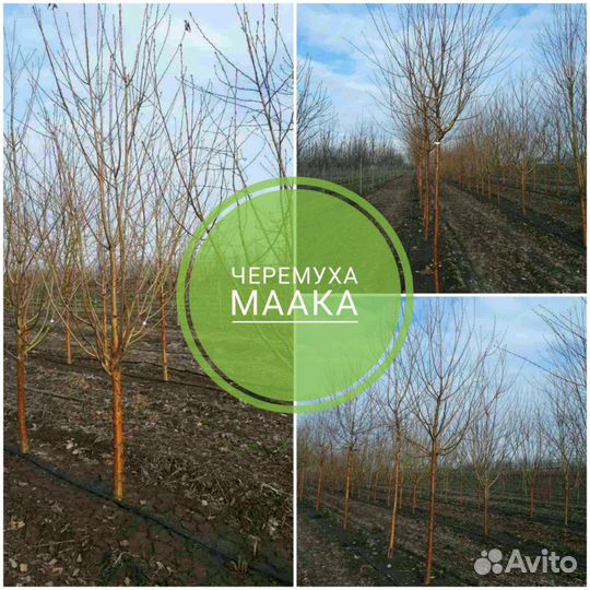 Черемуха Маака