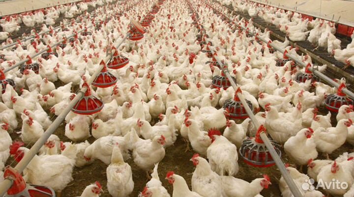 Бройлерные цыплята оптом на мясо с доставкой