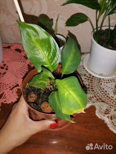 Продам цветы в связи с переездом