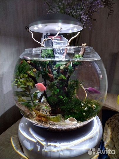 Оформление (дизайн) аквариума