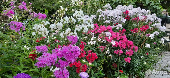 Флокс метельчатый