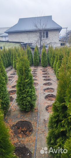 Туи Смарагд