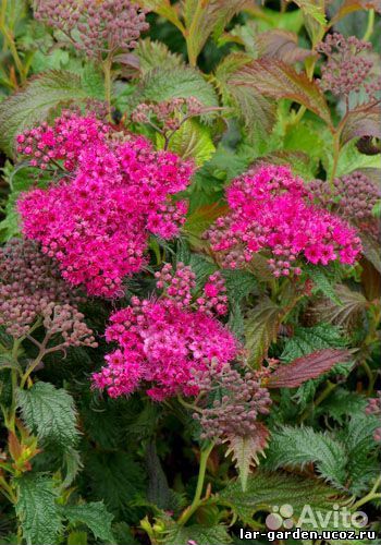 Саженцы декоративных деревьев