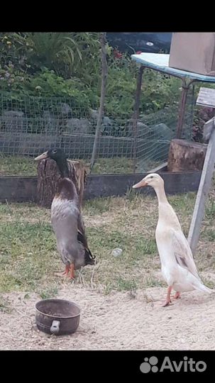 Утки Индийский бегунок - улиток нет