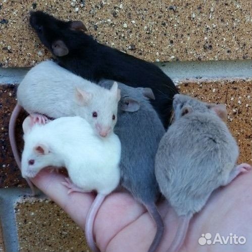 Декоративная крыса дамбо