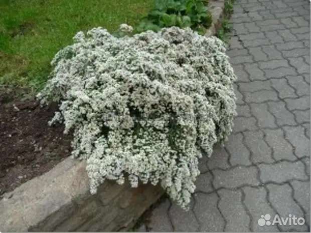 Астра вересковая