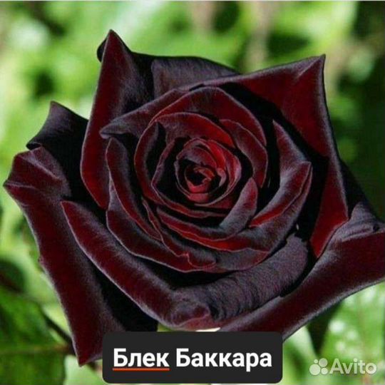 Чайно-гибридные розы